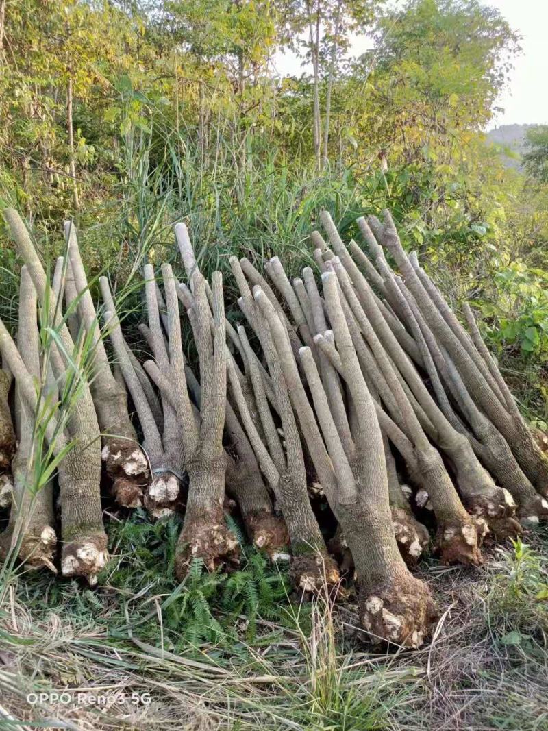 幸福树幌伞枫批量出货千亩百万棵幸福树大量供货可免费提
