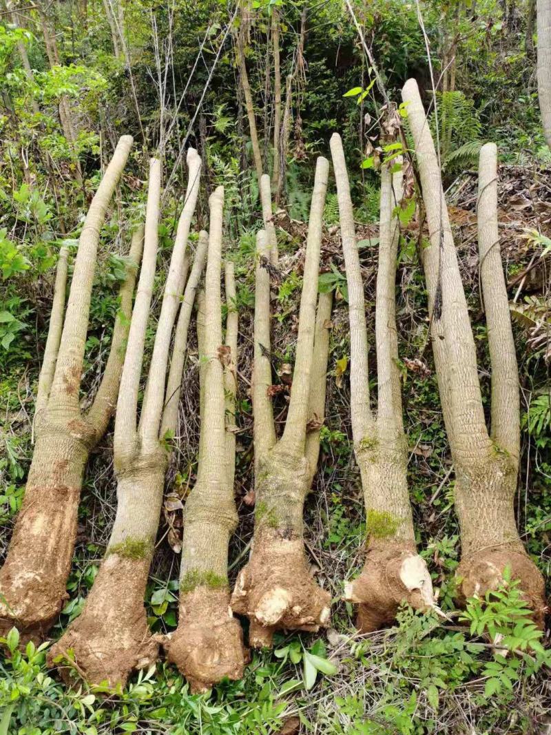 幸福树幌伞枫批量出货千亩百万棵幸福树大量供货可免费提
