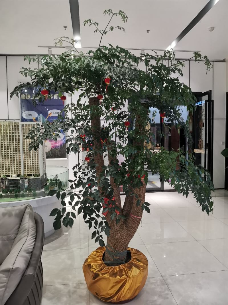 幸福树幌伞枫批量出货千亩百万棵幸福树大量供货可免费提