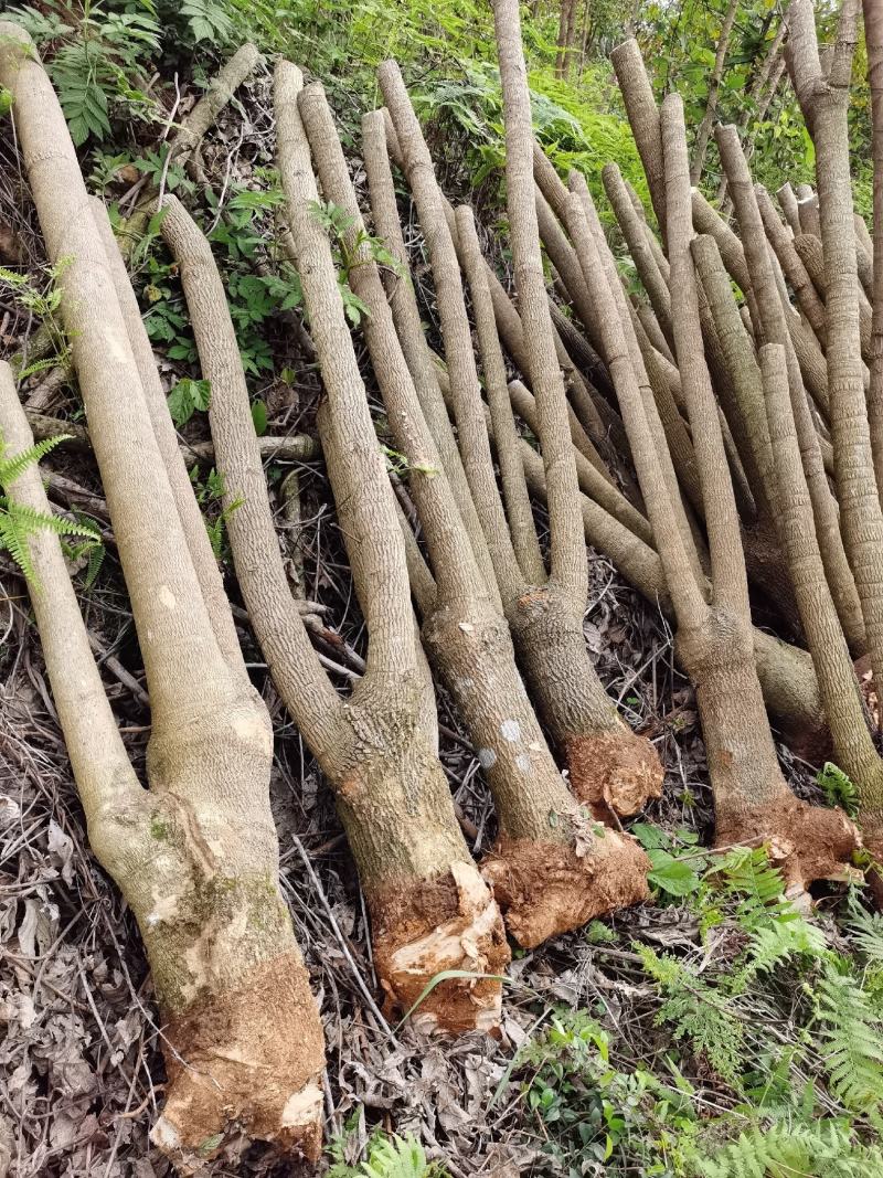 幸福树幌伞枫批量出货千亩百万棵幸福树大量供货可免费提