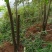 幸福树幌伞枫批量出货千亩百万棵幸福树大量供货可免费提