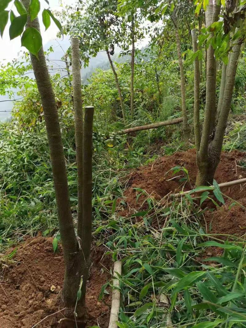 幸福树幌伞枫批量出货千亩百万棵幸福树大量供货可免费提