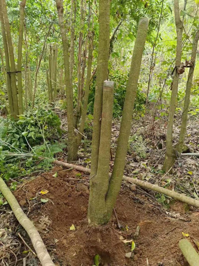 幸福树幌伞枫批量出货千亩百万棵幸福树大量供货可免费提