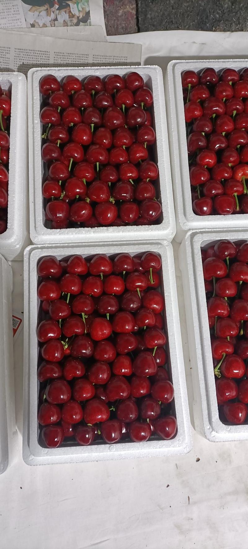 （美早樱桃）山东樱桃大量上市，口感脆甜，价格不高全国发货