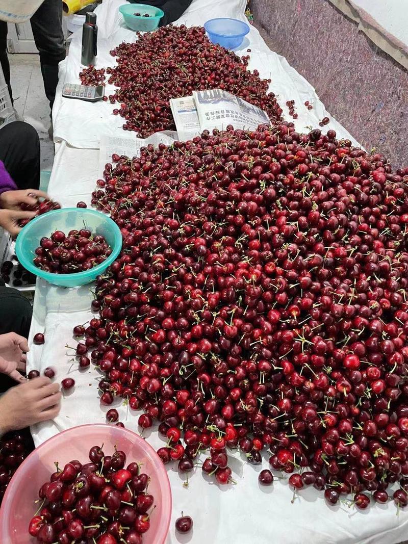 （美早樱桃）山东樱桃大量上市，口感脆甜，价格不高全国发货