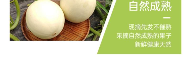 阎良小籽甜瓜产地直销欢迎全国批发商电商合作一件代发