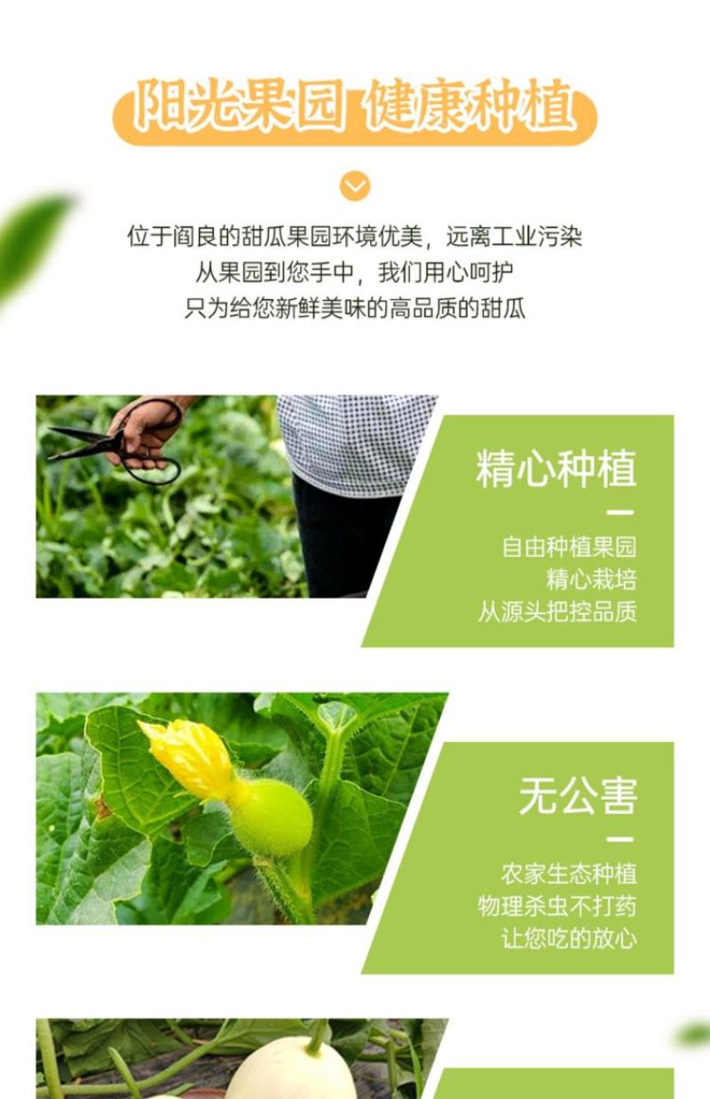 阎良小籽甜瓜产地直销欢迎全国批发商电商合作一件代发
