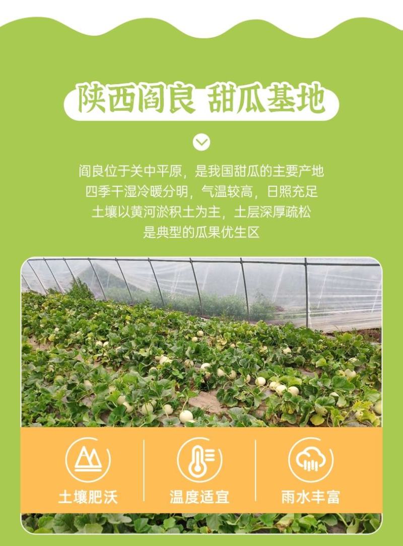 阎良小籽甜瓜产地直销欢迎全国批发商电商合作一件代发
