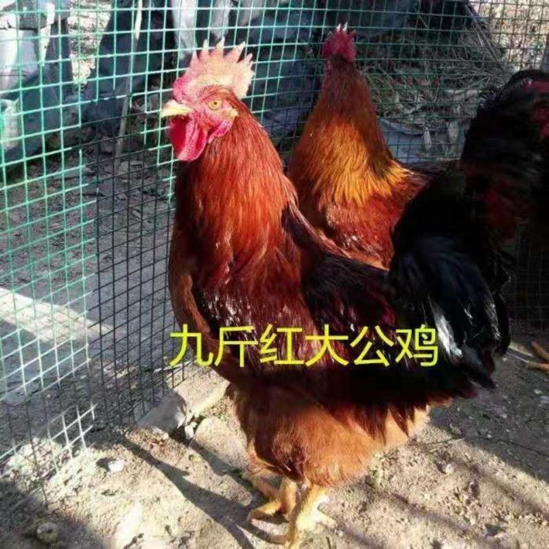 正宗九斤红公鸡散养活体三黄公鸡土鸡麻鸡量大优惠包活到家