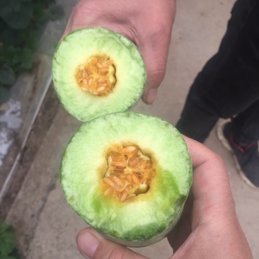 羊角蜜甜瓜，熟度好，口感好
