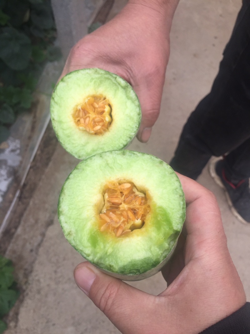 羊角蜜甜瓜，熟度好，口感好