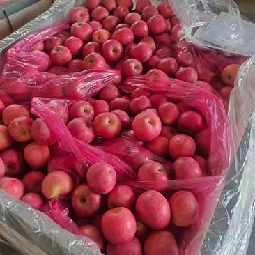 山东冷库红富士苹果，货源充足，价格不高。全国发货