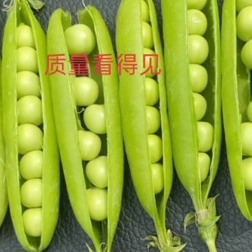 湖北碗豆夹大量上市，产地直销，保质保量，量大从优