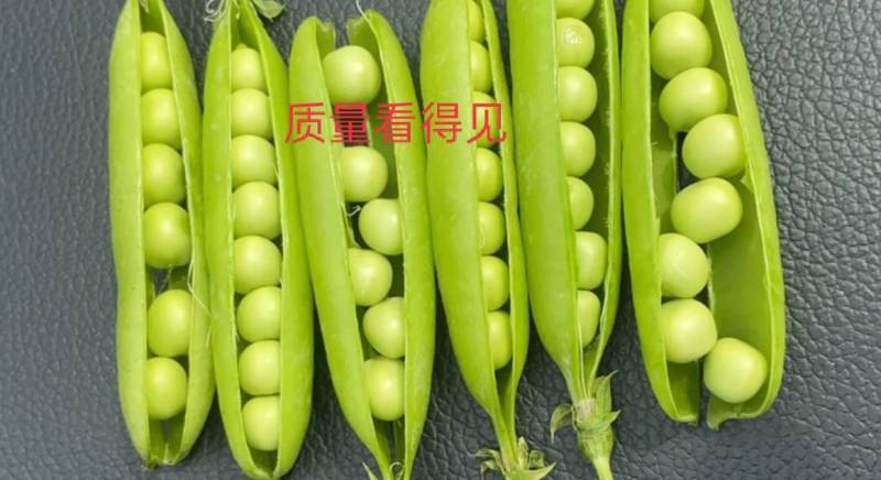 湖北碗豆夹大量上市，产地直销，保质保量，量大从优