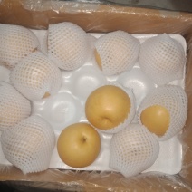 优质供应商，褐皮丰水梨，价格便宜