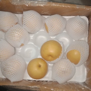优质供应商，褐皮丰水梨，价格便宜