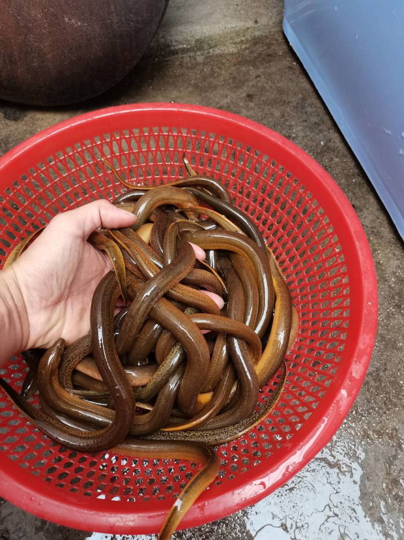 土黄鳝