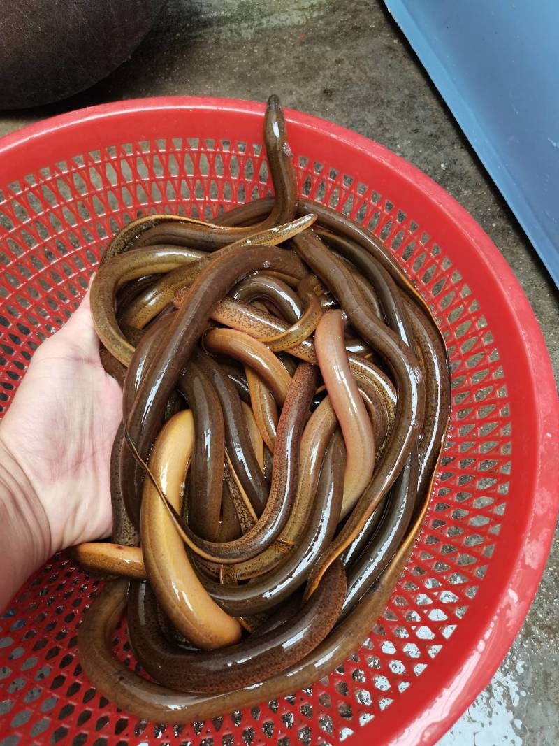 土黄鳝