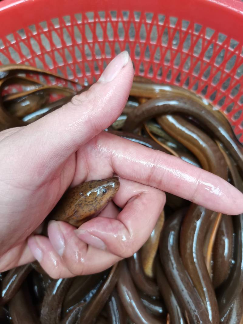 土黄鳝