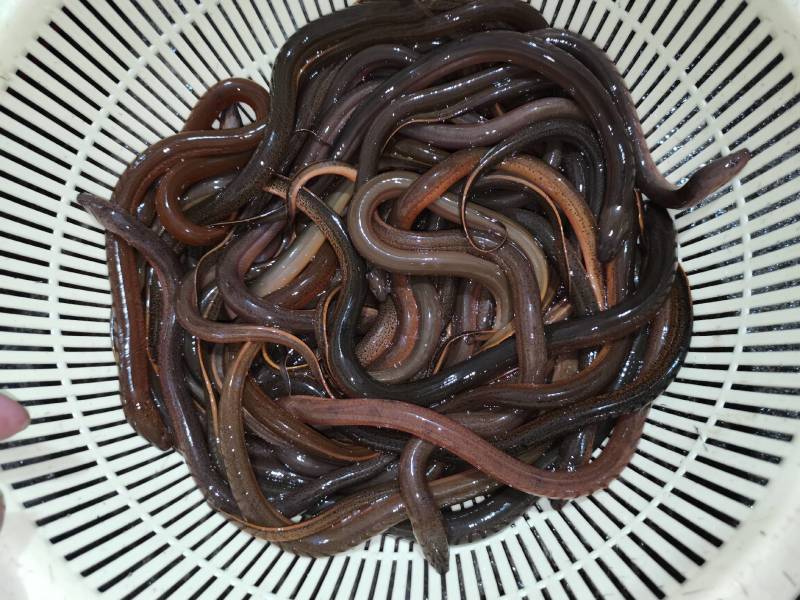 土黄鳝