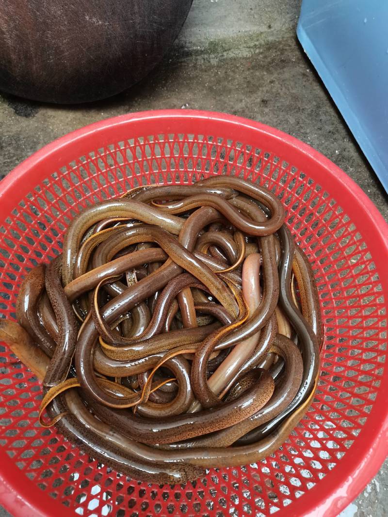 土黄鳝
