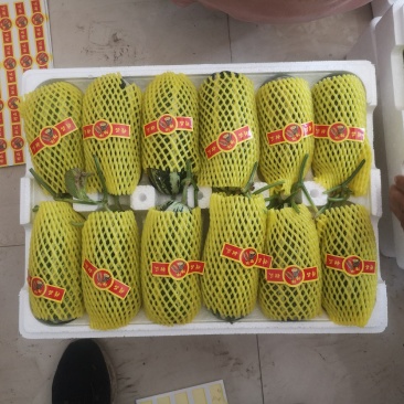 山东特产博洋9大量上市