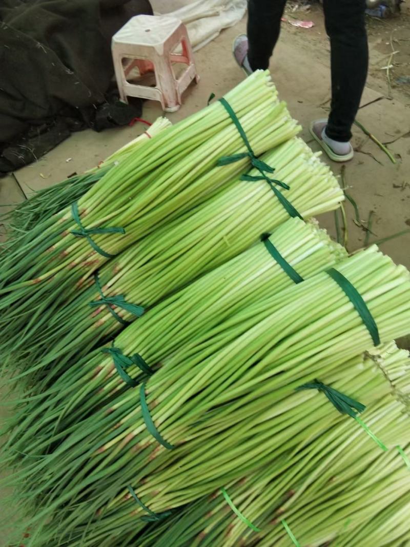 河南商丘蒜薹大量上市中