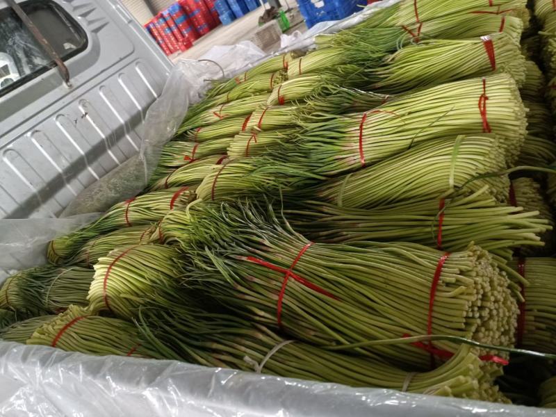 河南商丘蒜薹大量上市中