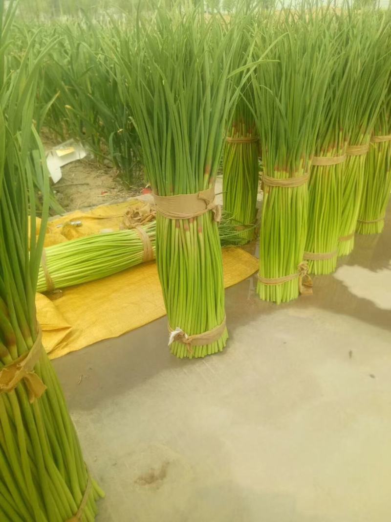 河南商丘蒜薹大量上市中