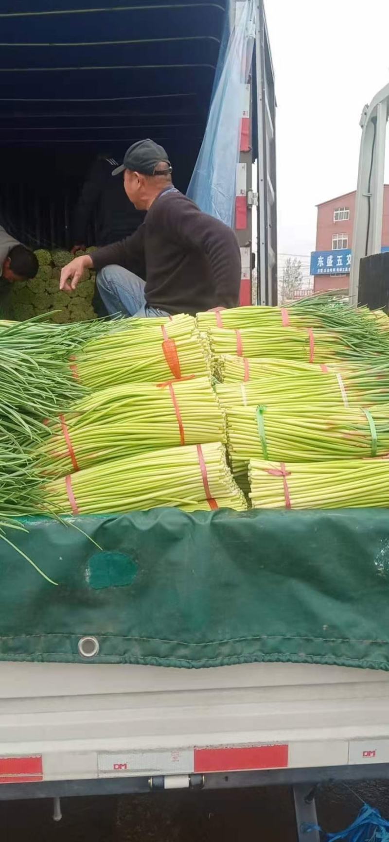 河南商丘蒜薹大量上市中
