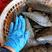 带子江瑶贝贝壳类海产品批发支持线上交易当潮海鲜