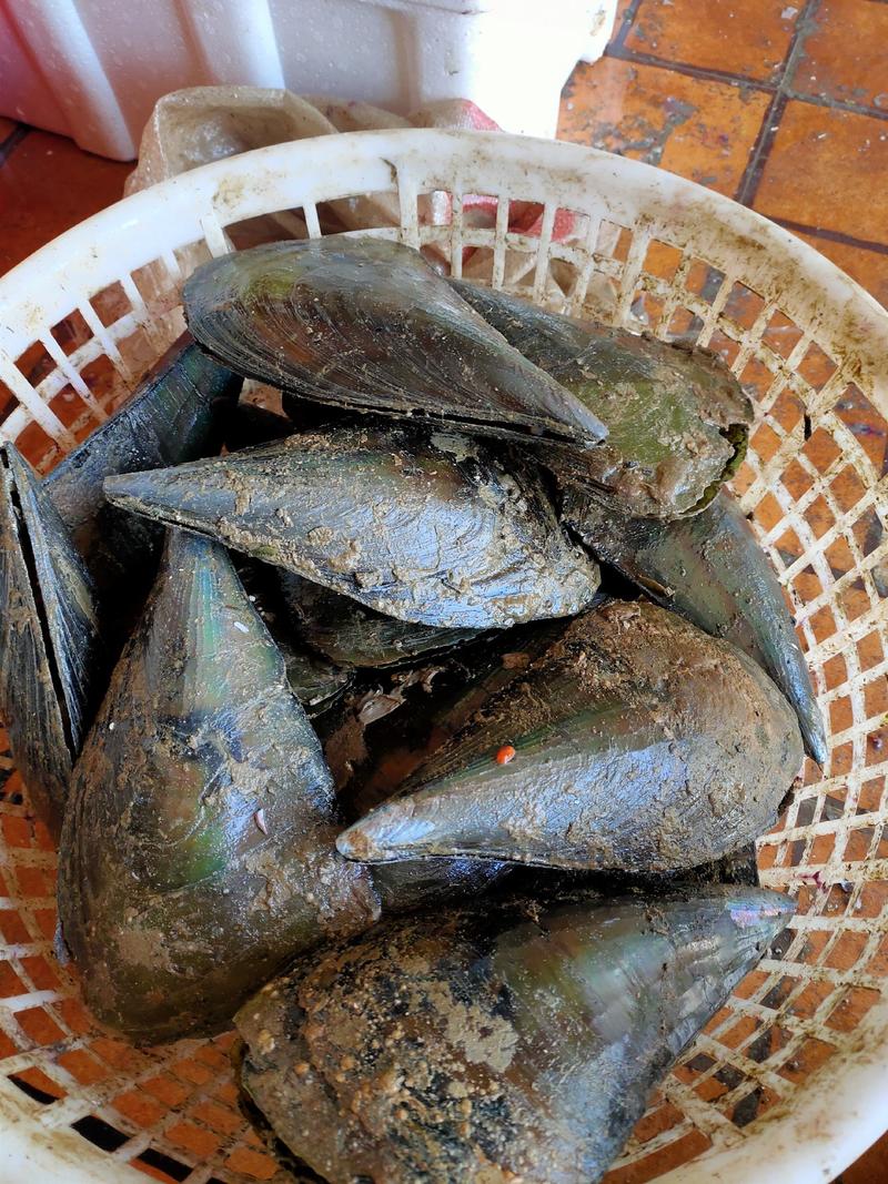 带子江瑶贝贝壳类海产品批发支持线上交易当潮海鲜