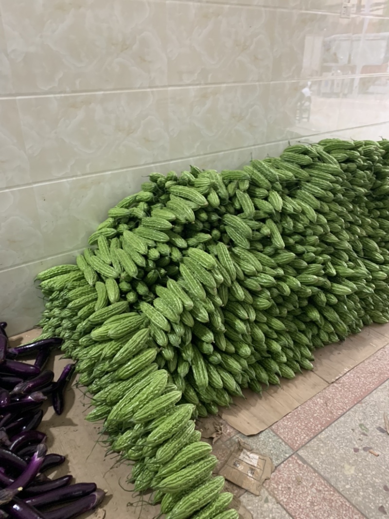 大丰收，各品种苦瓜大量预售上市。
