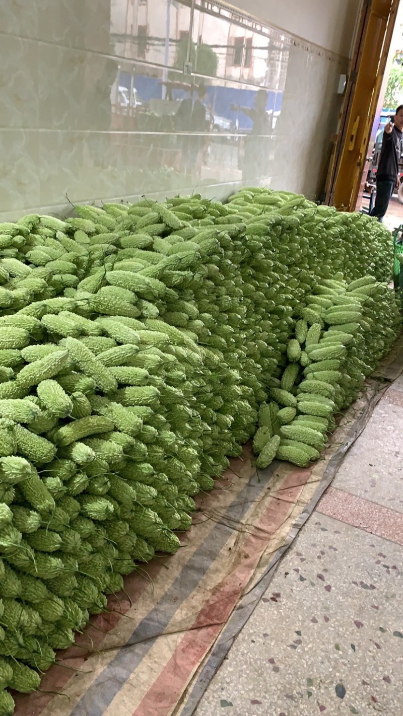 大丰收，各品种苦瓜大量预售上市。