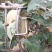 果树sm型别枝器压枝器弯枝器开角拉枝定型神器苹果柑橘石榴