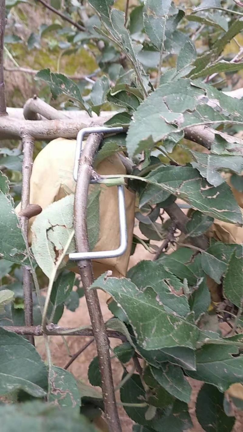 果树sm型别枝器压枝器弯枝器开角拉枝定型神器苹果柑橘石榴