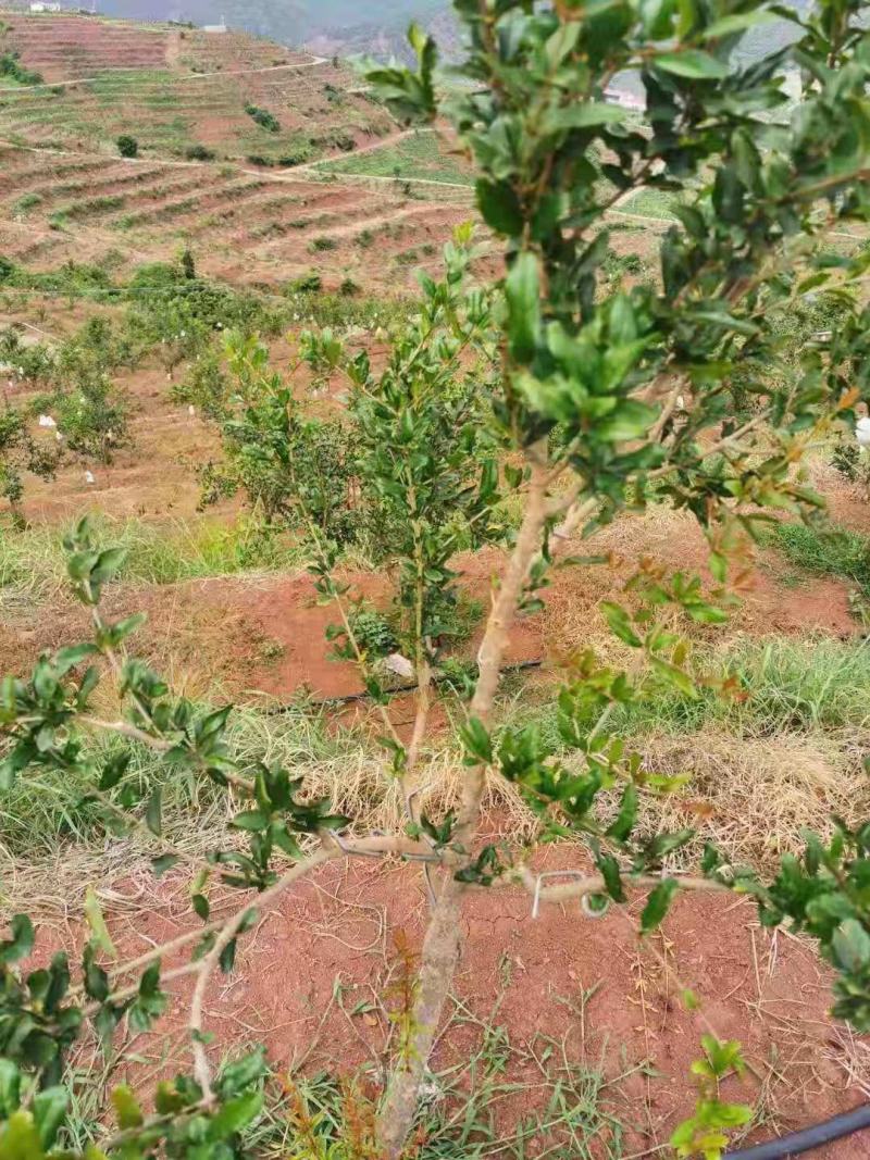 果树sm型别枝器压枝器弯枝器开角拉枝定型神器苹果柑橘石榴