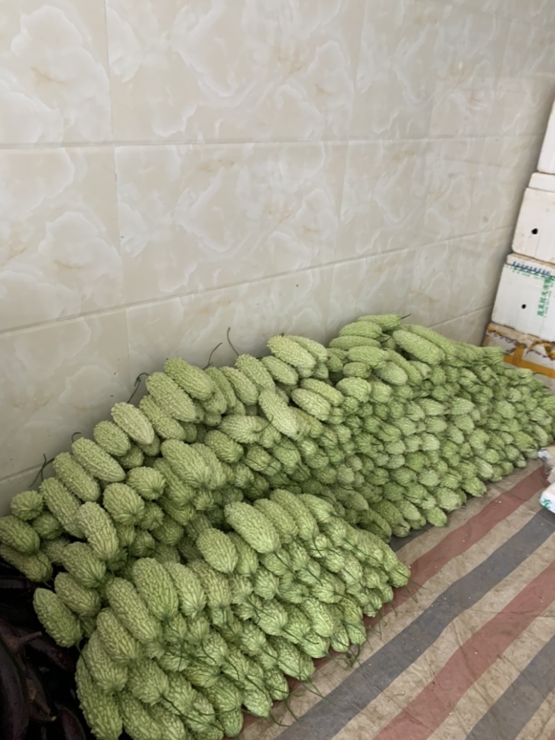大丰收，万亩苦瓜大量上市。绿珍珠。白珍珠