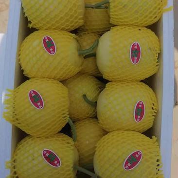 山东青州专业代收代发甜瓜品种、规格齐全欢迎采购