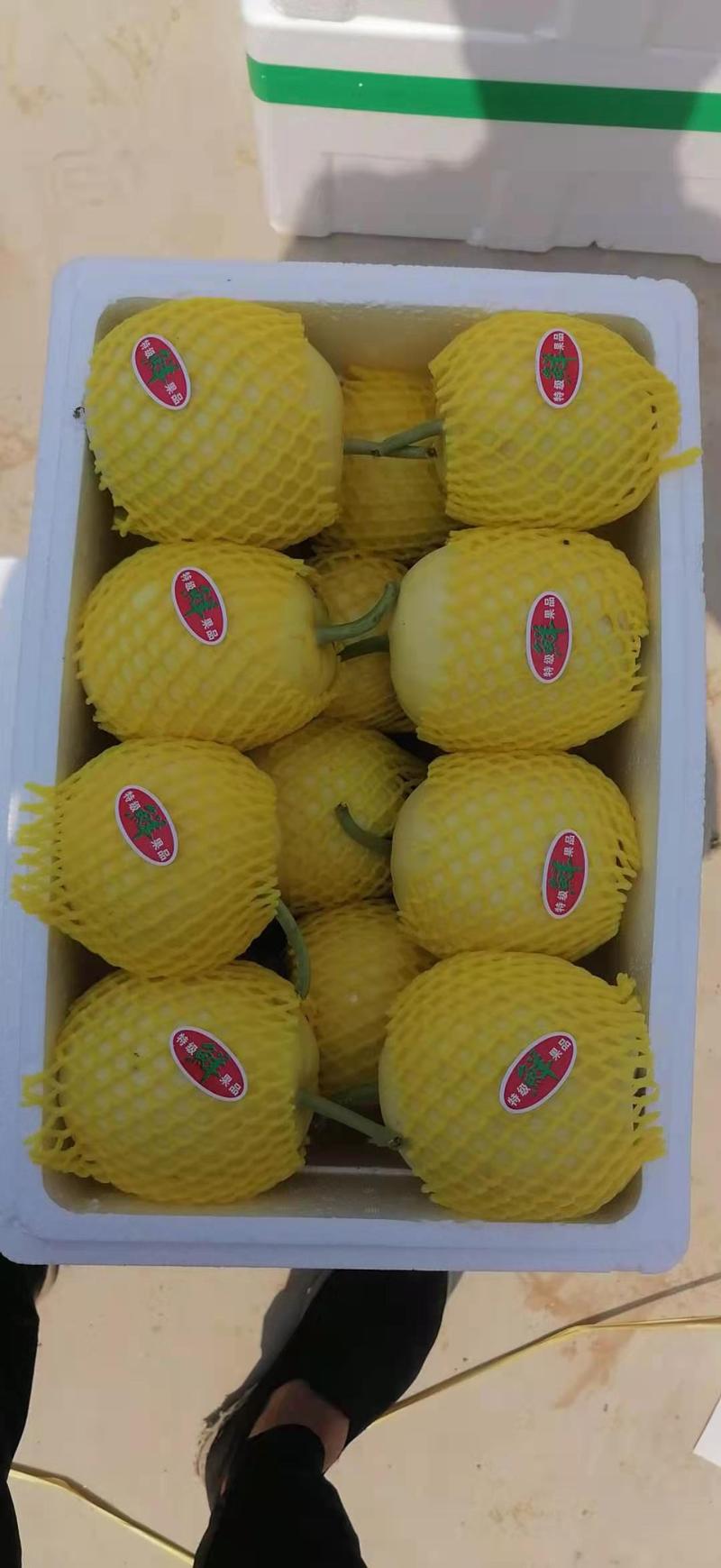 山东青州专业代收代发甜瓜品种、规格齐全欢迎采购