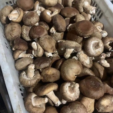 鲜香菇