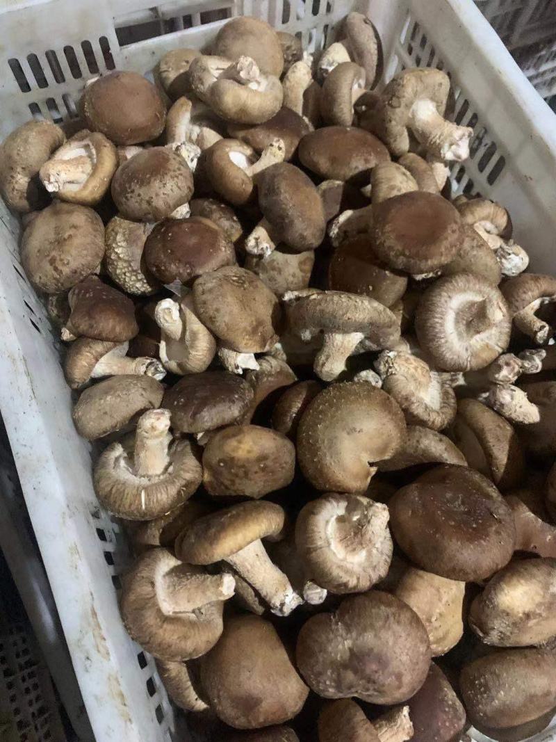 鲜香菇