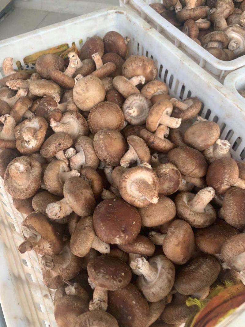 鲜香菇
