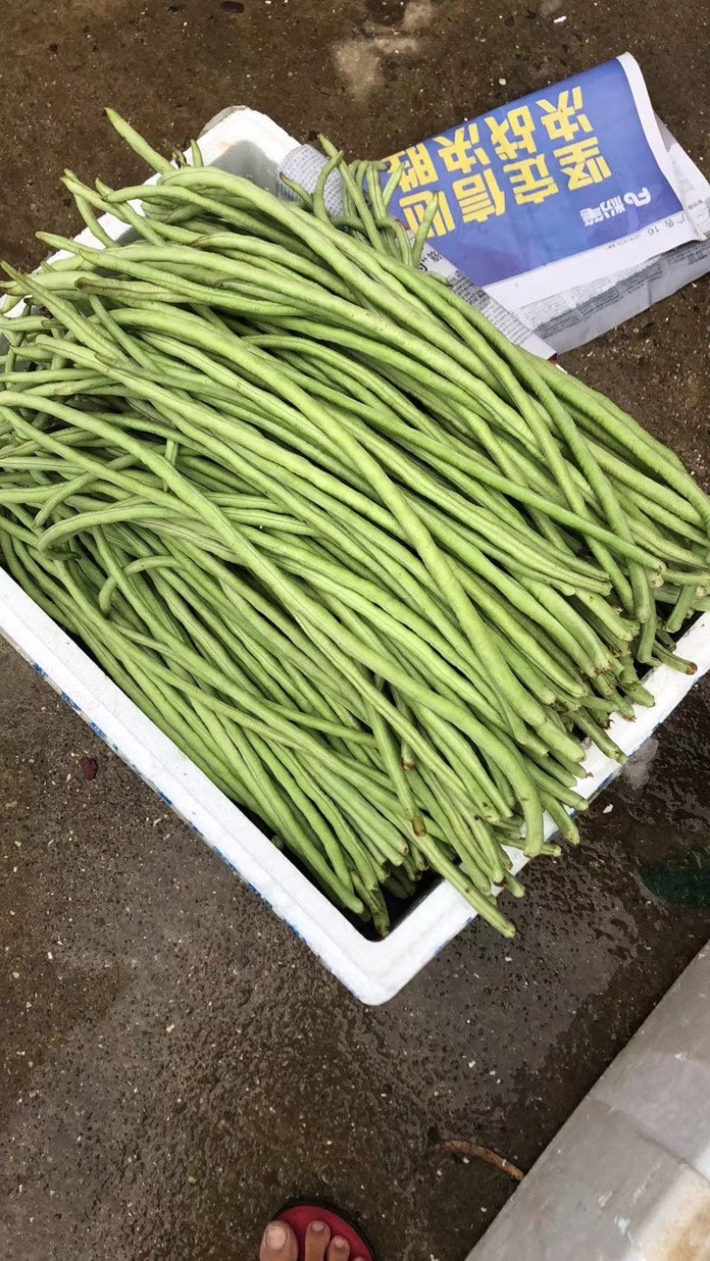 豆角，甜豆角，产地预上市！