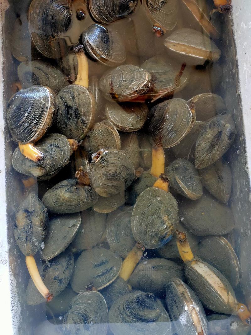 天鹅蛋当地货鲜活海产品贝类批发支持线上交易质量保证