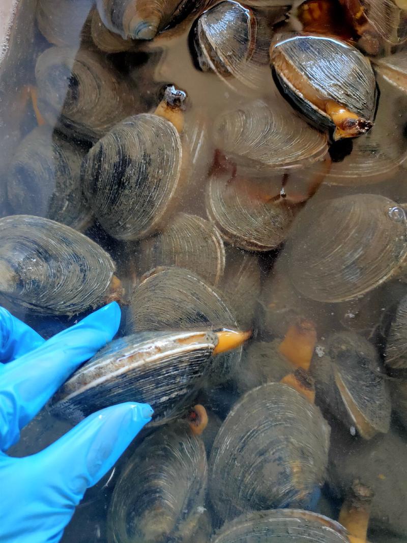 天鹅蛋当地货鲜活海产品贝类批发支持线上交易质量保证