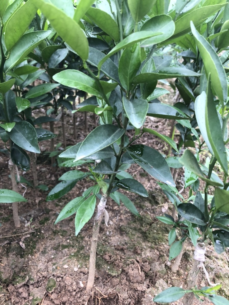 武鲜柑优质品种苗（裸根苗营养杯带土发货）丰收果苗场