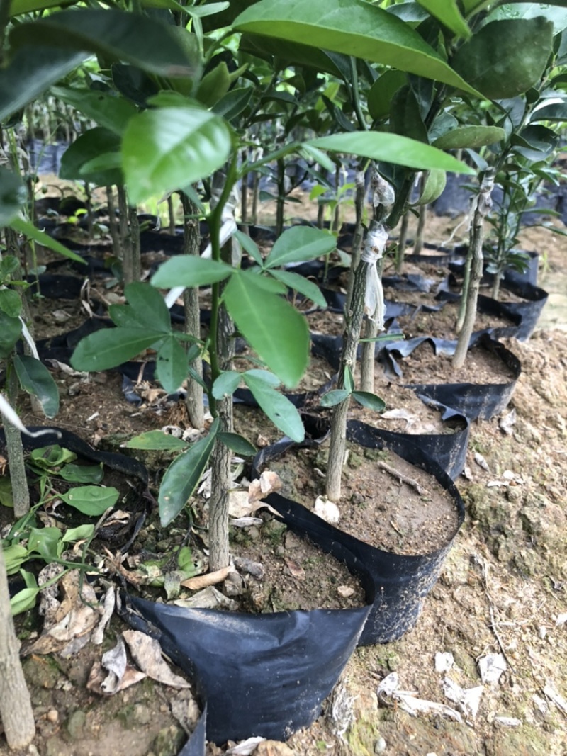 武鲜柑优质品种苗（裸根苗营养杯带土发货）丰收果苗场