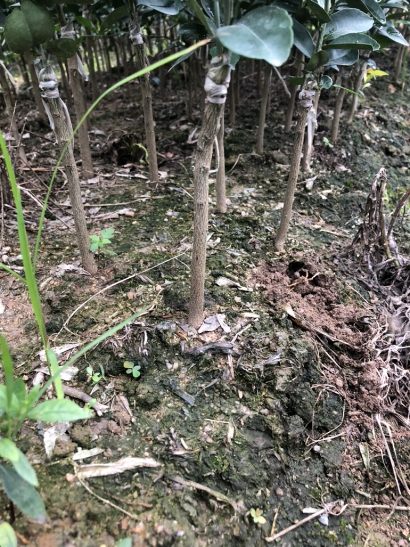 武鲜柑优质品种苗（裸根苗营养杯带土发货）丰收果苗场
