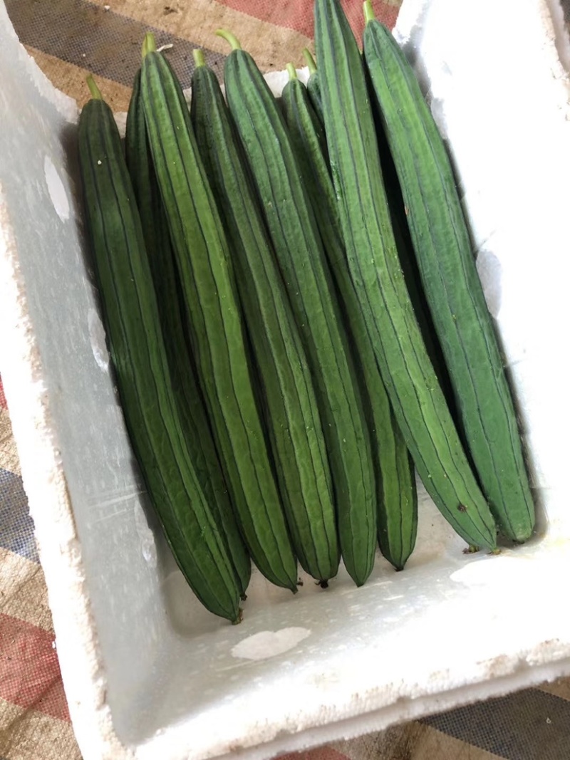 产地丝瓜大量上市，质量有保证